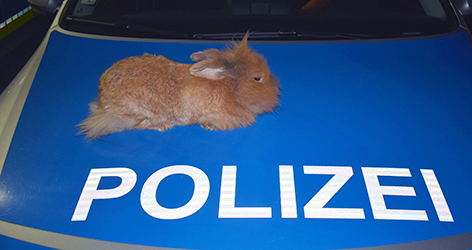 Kaninchen auf Polizeiauto