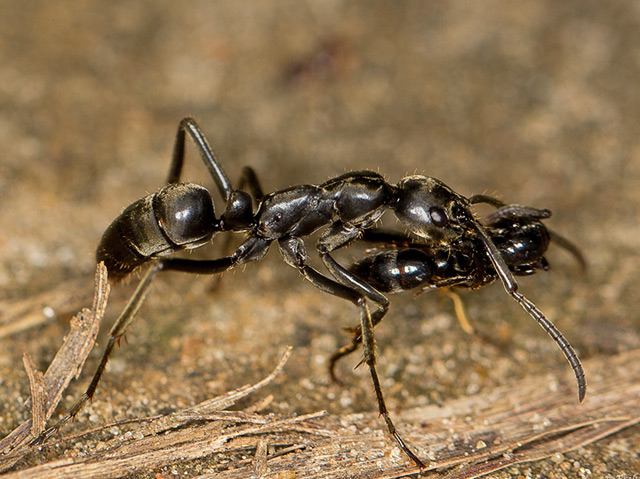 Eine Ameise trägt eine verletzte Artgenossin