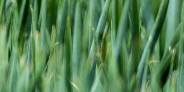 Grünes Gras