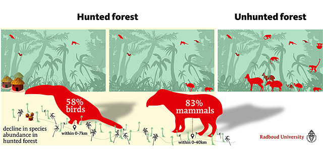 Die Auswirkungen der Jagd in den Tropen auf einer Grafik