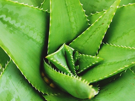 Aloe-Vera-Pflanze