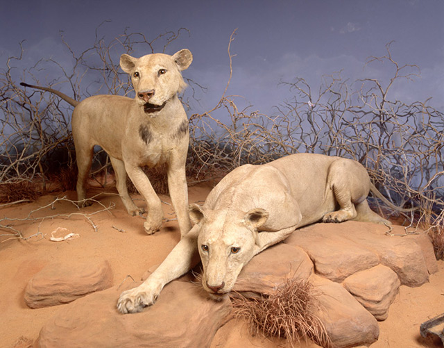 Zwei ausgestopfte Löwen im Museum
