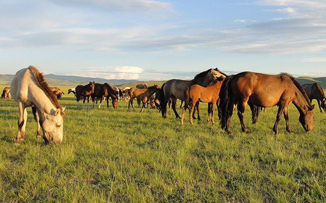 Pferde in der Mongolei heute