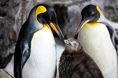Pinguinpaar Thelma und Louise mit Küken