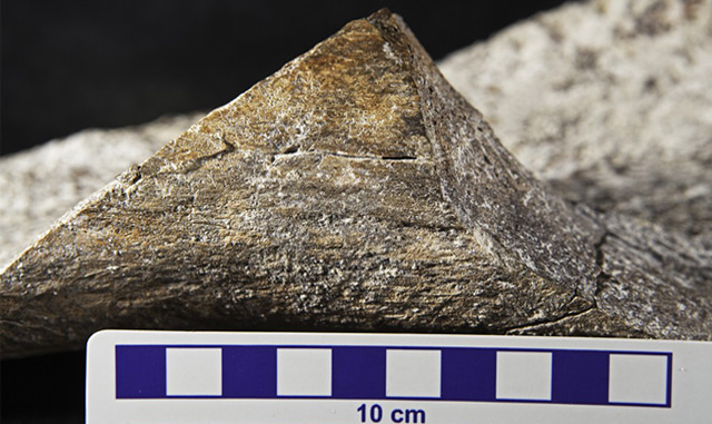 Oberschenkelknochen eines Mastdodons, der mit einer Steinaxt gebrochen worden sein könnte