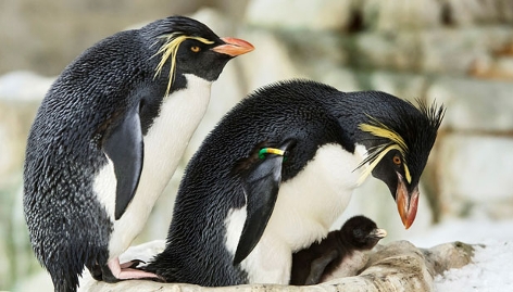 Im Polarium im Tiergarten Schönbrunn gibt es Nachwuchs-Pinguine.