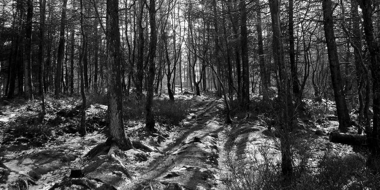 Wald in schwarz-weiß