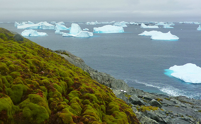 Üppige Moosflächen vor Meer mit Eisbergen