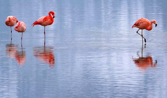 Flamingos stehen im Wasser