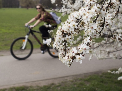 Frau fährt mit dem Fahrrad an blühendem Baum vorbei