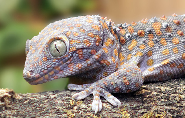 Der Tokeh, ein Gecko aus Asien
