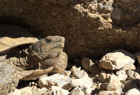 Die Tunnel der Wüstenschildkröte sind Zuflucht für andere Tiere