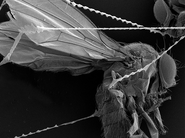 Fruchtfliege im Netz - unter dem Mikroskop