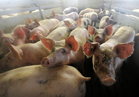 Schweine stehen  in ihrem Stall bei einem Mastbetrieb