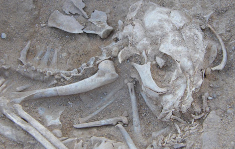 Knochen einer vor 6.000 Jahren in Hierakonpolis verstorbenen Katze