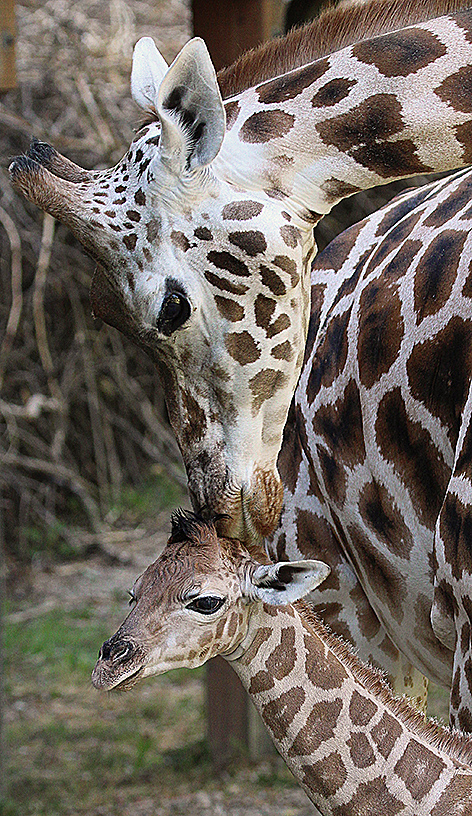 Giraffengeburt im Zoo Schmiding