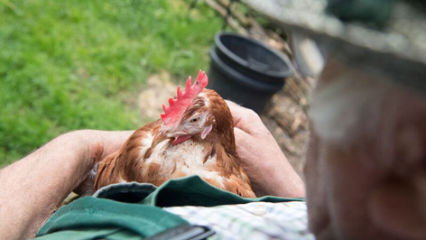 Happy End nach Unfall von Tiertransporter: Ein Huhn hat überlebt und bekommt beim Florianer Mesner Asyl.