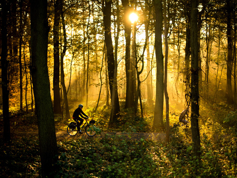 Sonnendurchfluteter Wald mit Radfahrer, Deutschland
