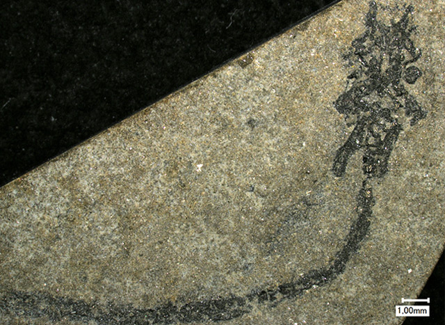 Palaeospondylus-Fossil