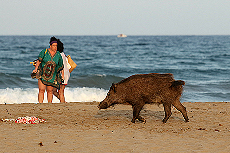 Wildschwein taucht auf Strand auf und erschreckt Urlauber