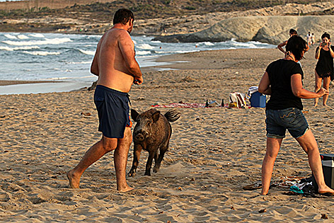 Wildschwein taucht auf Strand auf und erschreckt Urlauber