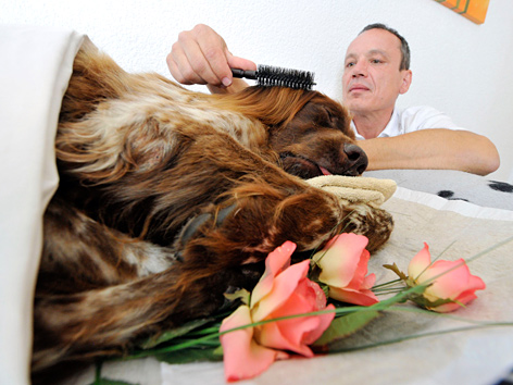 Ein Tierbestatter frisiert einen toten Hund