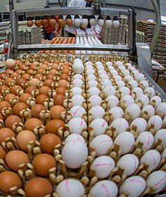 Eier in einer Fabrik