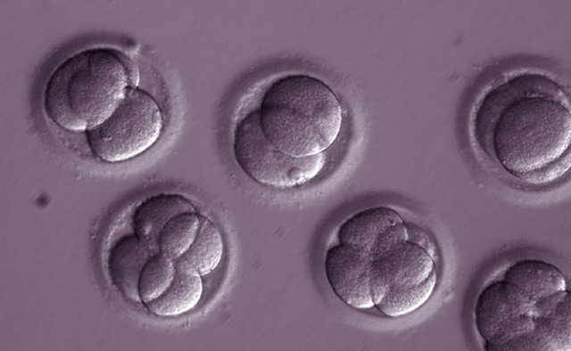 Menschliche Embryonen im Reagenzglas