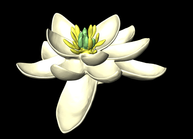 Die Urblüte war zweigeschlechtlich und hatte eine Blütenhülle von in Dreierkreisen angeordneten, kronblattähnlichen Organen