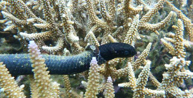 Seeschlange "Emydocephalus annulatus" zwischen Korallen