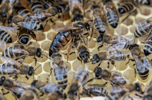 Bienenkönigin inmitten von Arbeitsbienen