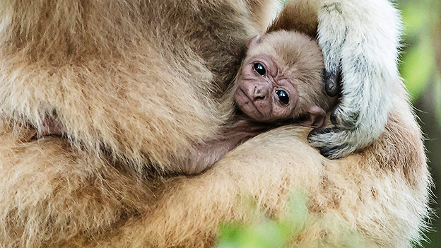 Gibbon-Baby im Tiergarten Schönbrunn