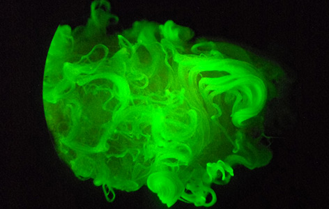Mikroskopaufnahme einer leuchtenden Baumwollfaser unter UV-Licht