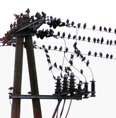 Strommast, Vögel sitzen auf der Stromleitung