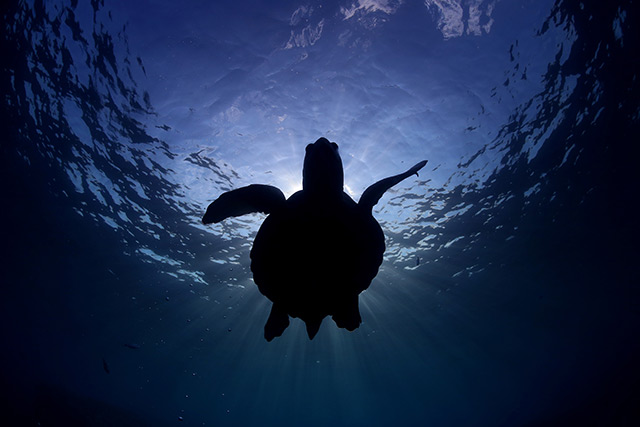Meeresschildkröte im Wasser