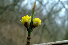 Eine gelbe Blütenknospe