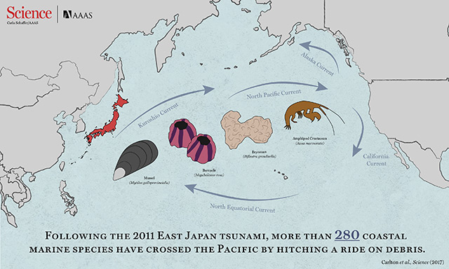 Grafik: "Rafting" von Tierarten quer über den Pazifik