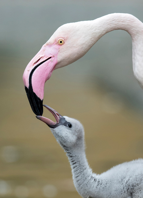 Nachwuchs bei den Rosa Flamingos in Schönbrunn