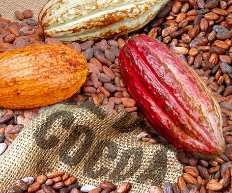 Kakaofrucht und Kakaobohnen