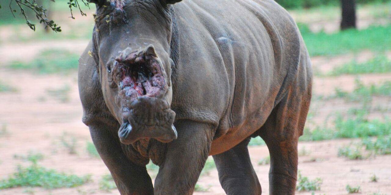 A rhino with a hacked off face