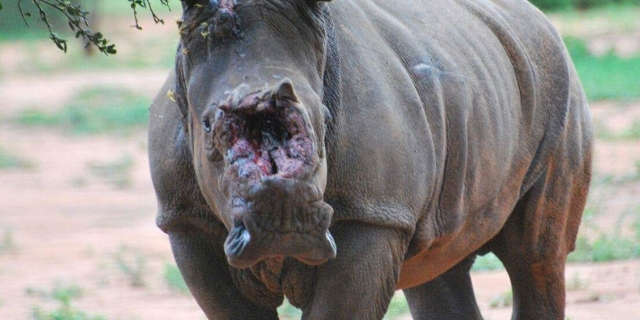 A rhino with a hacked off face