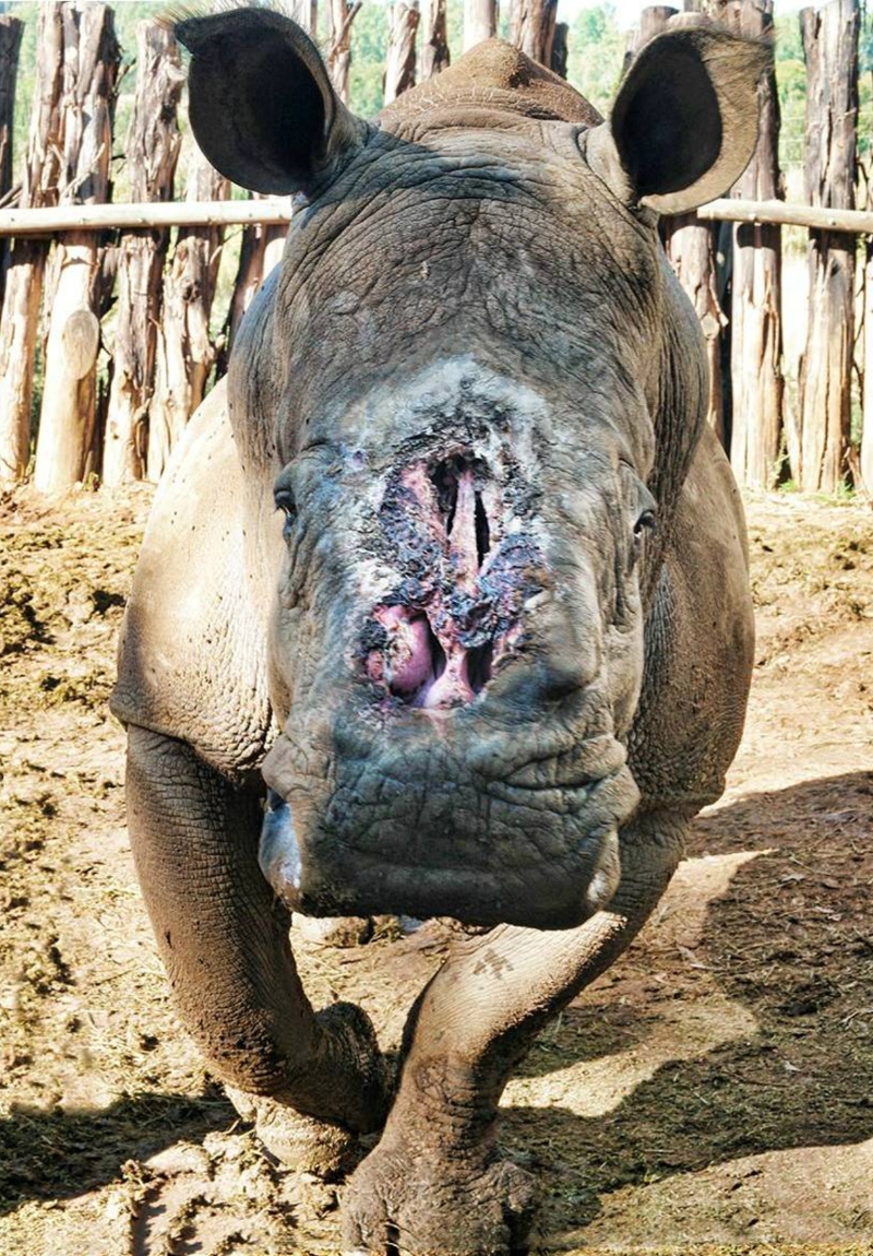 disfigured rhino
