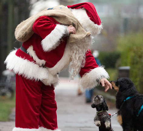 Weihnachtsmann mit Hunden