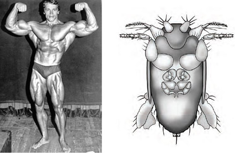 Zeichnung der Fliege, die nach Schwarzenegger benannt ist und Foto des Vorbilds