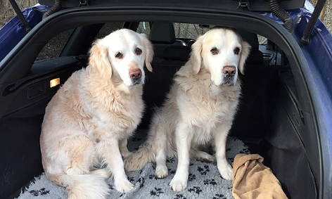 zwei ungesicherte Hunde im Kofferraum