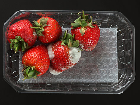 Verschimmelte Erdbeeren in einer Plastiktasse