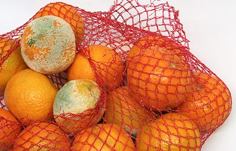 Verschimmelte Orangen im Netz