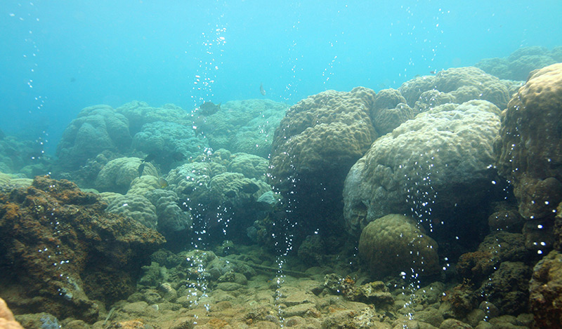 Unterwasseraufnahme: Korallenriff ohne Sand