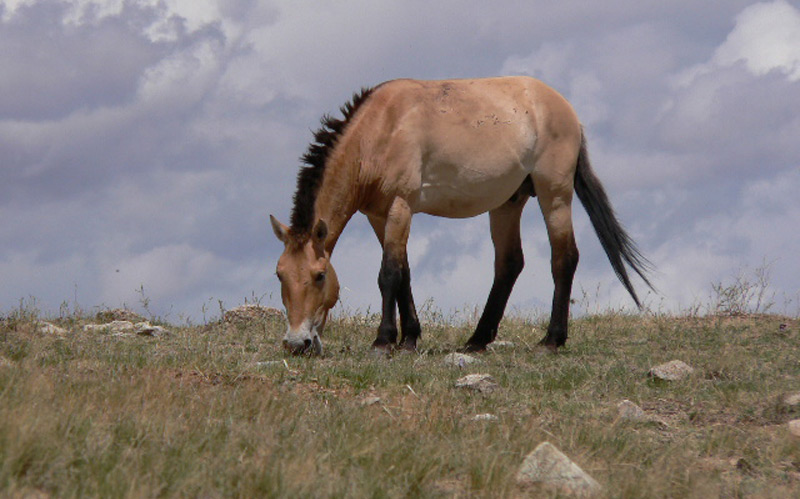 Przewalski-Pferd in der Mongolei