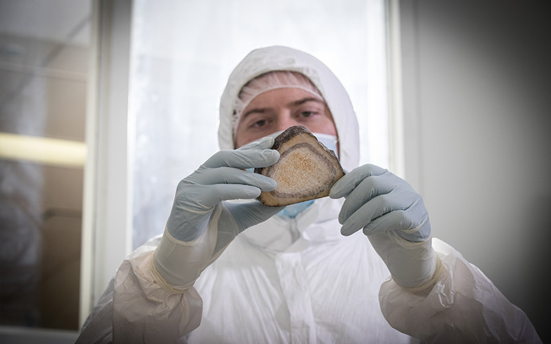 Einer der Forscher hält einen Teil eine Schienbeinknochens in der Hand, der von einem sibirischen Wollhaarmammut stammt